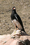 ANDEAN BIRDS - AREQUIPA