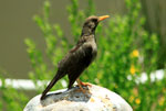ANDEAN BIRDS - AREQUIPA