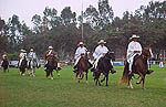 PERUVIAN PASO HORSE
