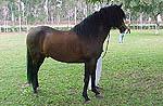 PERUVIAN PASO HORSE