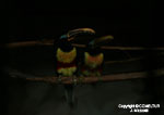 BIRDS IN CHANCHAMAYO