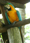 AMAZON BIRDS - IQUITOS