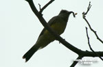 ANDEAN BIRDS IN LIMA