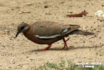 ANDEAN BIRDS IN LIMA
