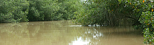 Mangrove Sanctuary of Tumbes