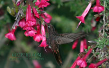 Wallpaper Black Metaltail Hummingbird