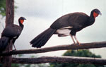 ENDEMIC BIRD TO PERU
