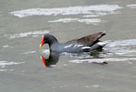 ANDEAN BIRDS LAKE TITICACA