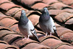 ANDEAN BIRDS IN CUZCO