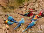 MACAW CLAY LICK