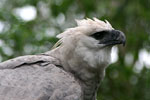 PERU BIRD-WATCHING
