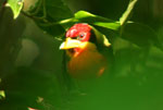 AMAZON BIRDS