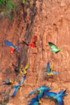 PERU BIRD WATCHING TOURS