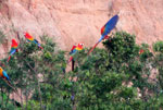 MACAW CLAY LICK