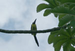 BIRDS IN TARAPOTO