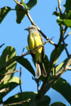BIRDS IN TARAPOTO
