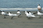 SEABIRDS IN LIMA