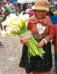 NATIVES OF PISAC
