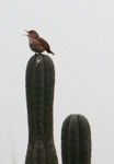 BIRDS IN LACHAY