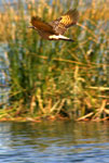 ANDEAN BIRDS - LAKE TITICACA